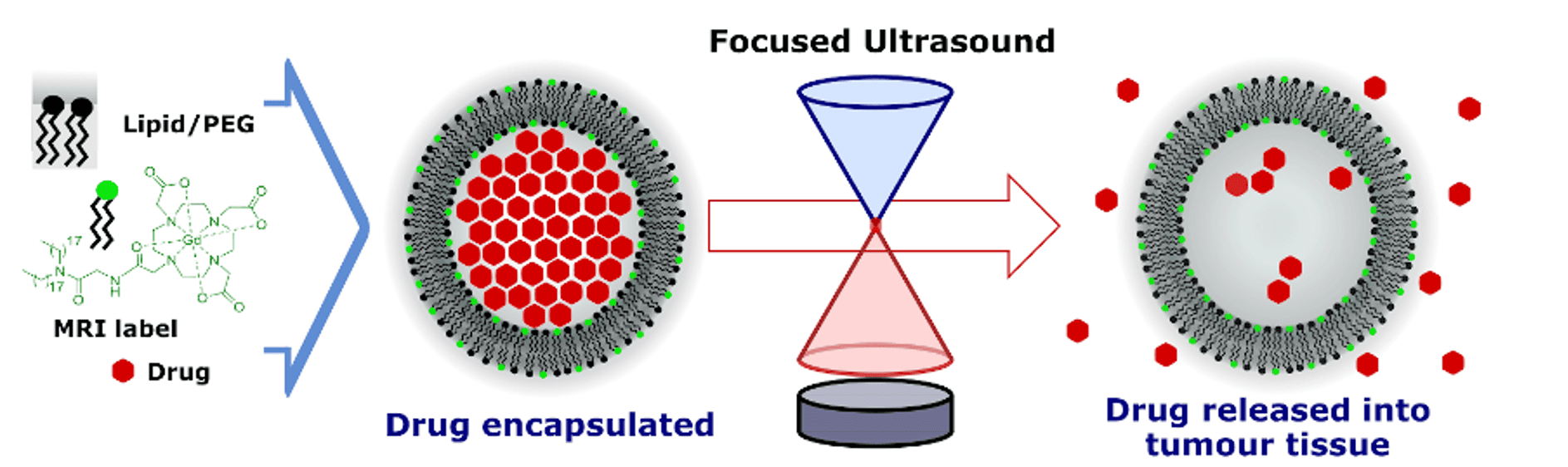 A diagram showing focused ultrasound drug delivery process